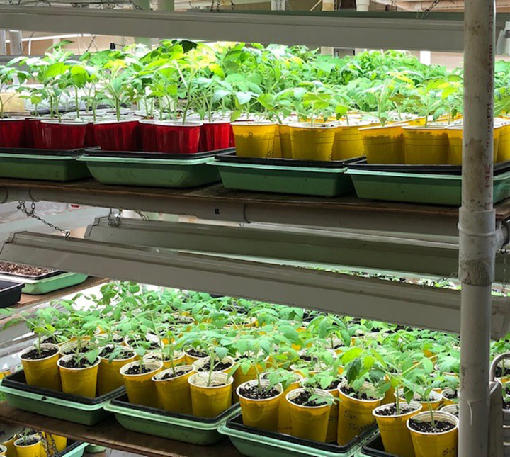ACC plant sale coming up | News, Sports, Jobs - The Alpena News
